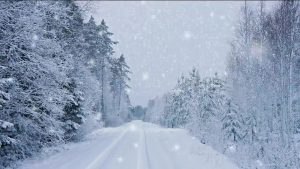 Buy video snowfall in Forest