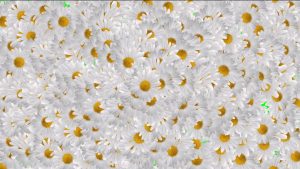Buy video camomile for background