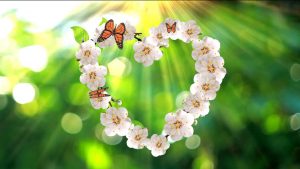 Buy video animated flowers hearts