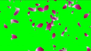 Buy video animated petals