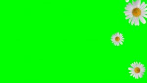 Buy animated background