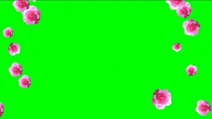 Buy falling roses video